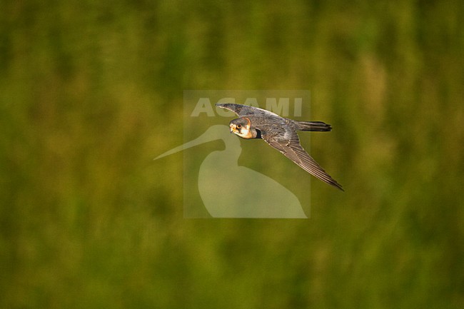 Roodpootvalk man vliegend; Red-footed Falcon male flying stock-image by Agami/Marc Guyt,