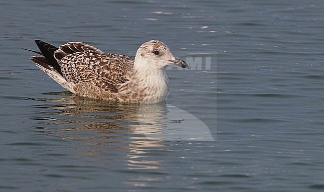 Wintering immature Vega Gull (Larus vegae) in Japan. stock-image by Agami/Ian Davies,