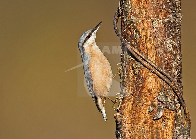 European Nuthatch (Sitta europaea) stock-image by Agami/Alain Ghignone,