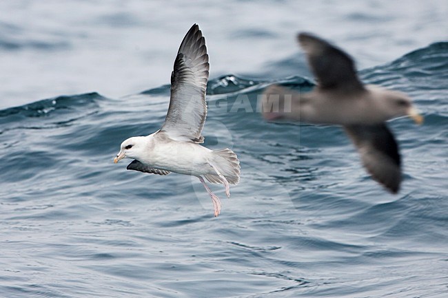 Pacifische Noordse Stormvogel, Pacific Northern Fulmar, Fulmarus glacialis rodgersii stock-image by Agami/Martijn Verdoes,