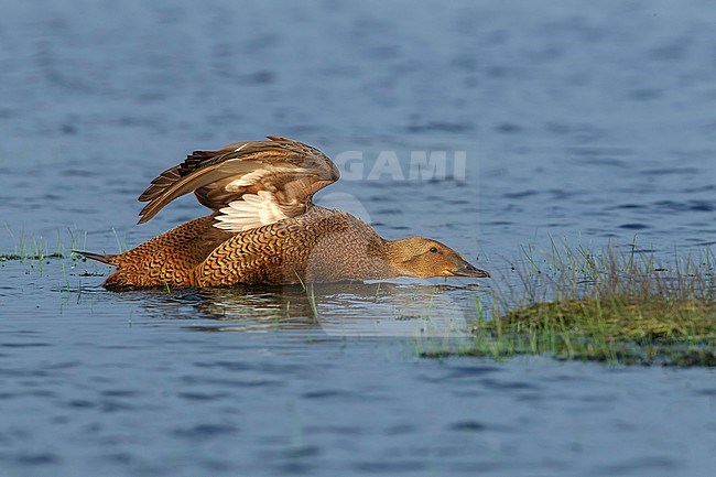 Female King Eider
(Somateria spectabilis) swimming in Longyearbyen, Svalbard, Spitzbergen, Norway. stock-image by Agami/Vincent Legrand,
