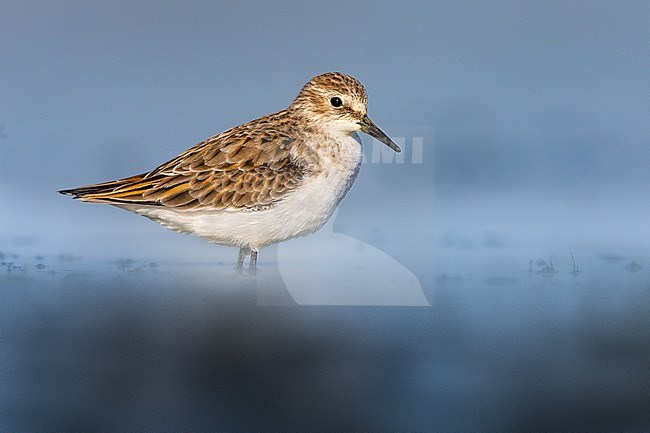 Little Stint, Calidris minuta, in Italy. Adult during autumn migration. stock-image by Agami/Daniele Occhiato,