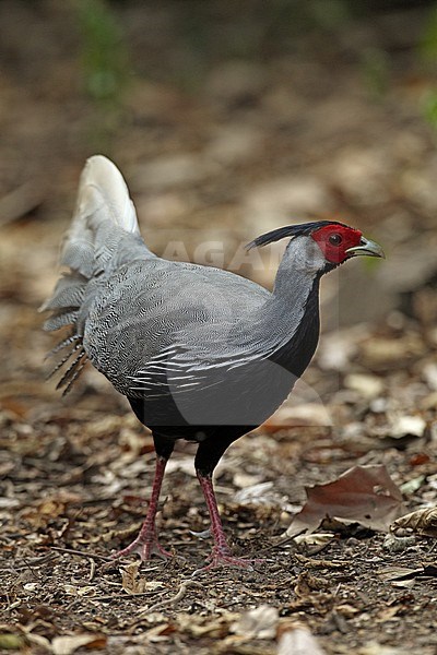 Kalij Pheasant (Lophura leucomelanos lineata) adult male at Kaeng Krachan National park, Thailand stock-image by Agami/Helge Sorensen,