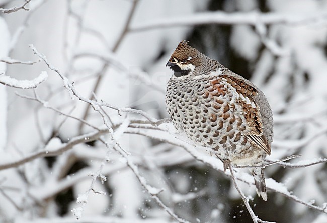 Mannetje Hazelhoen foeragerend in besneeuwde struiken; Male Hazel Grouse feeding in snow covered trees stock-image by Agami/Markus Varesvuo,