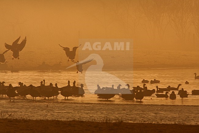 manual updated stock-image by Agami/Wil Leurs,