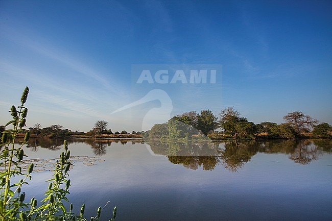 wetland in The Gambia stock-image by Agami/Wil Leurs,