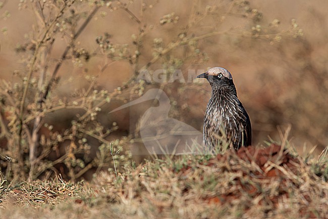 white-crowned starling (Lamprotornis albicapillus) perching on the ground, found at Negele Borana in Ethiopia stock-image by Agami/Mathias Putze,