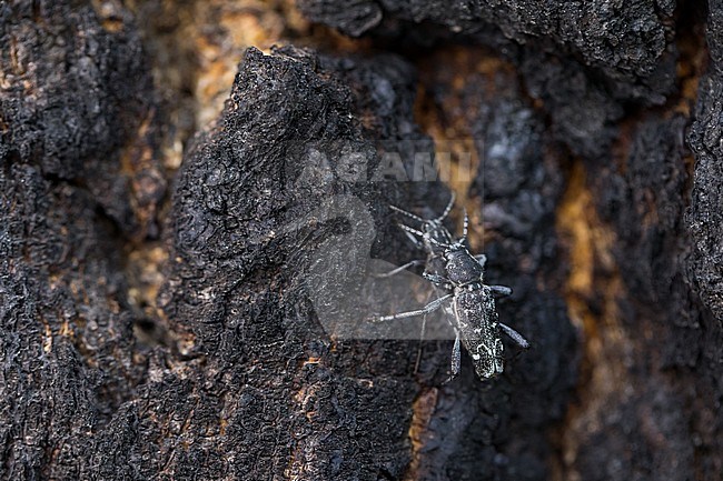 Xylotrechus rusticus - Dunkler Holzklafterbock, Russia (Baikal), imago, pair, copulating stock-image by Agami/Ralph Martin,