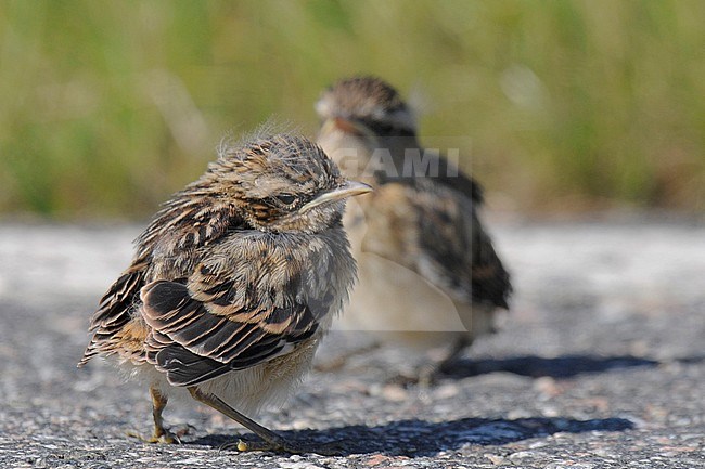 Young Whinchats (Saxicola rubetra), side view of two chicks standing on road against grass as background stock-image by Agami/Kari Eischer,