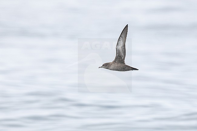 stock-image by Agami/Menno van Duijn,
