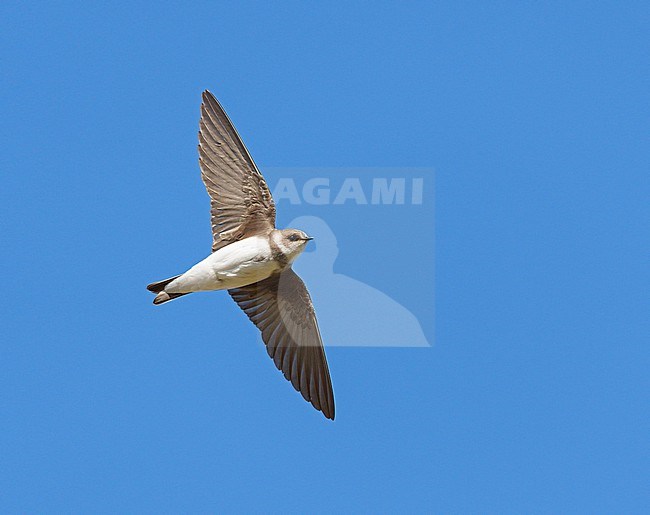 Adult Sand Martin (Riparia riparia) on migration flying against a blue sky showing underside and wings fully spread stock-image by Agami/Ran Schols,