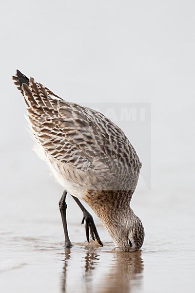 Eerste winter Rosse Grutto foeragerend op het strand; First winter Bar-tailed Godwit foraging on the beach stock-image by Agami/Arnold Meijer,
