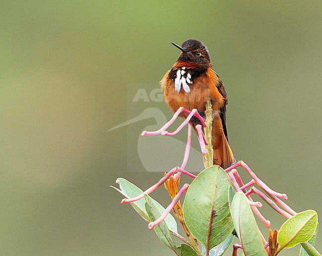 White-tufted sunbeam (Aglaeactis castelnaudii) in Central Peru. stock-image by Agami/Dani Lopez-Velasco,