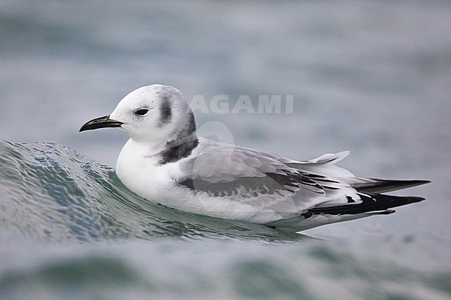 Immature (2 cy) Black-legged kittiwake (Rissa tridactyla) resting on the sea, with a blue grey background, in Brittany, France. stock-image by Agami/Sylvain Reyt,