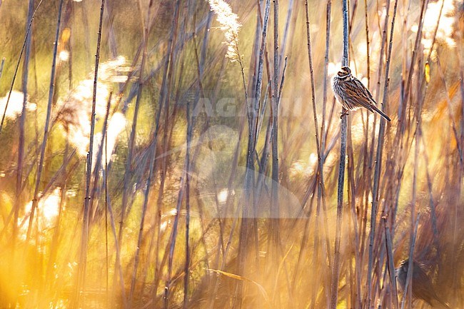 Common Reed Bunting (Emberiza schoeniclus) in Italy. stock-image by Agami/Daniele Occhiato,