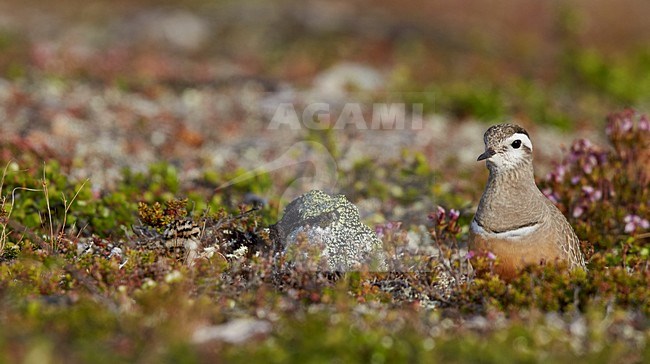 Adulte Morinelplevier, Eurasian Dotterel adult stock-image by Agami/Markus Varesvuo,