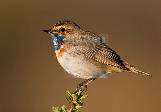 Blauwborst, White-spotted Bluethroat, Luscinia svecica stock-image by Agami/Menno van Duijn,