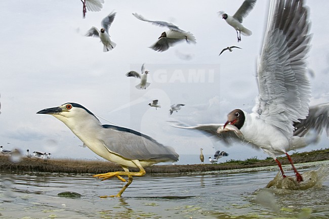 Kwak in water voor schuilhut; Black-crowned Night Heron in water infront of hide stock-image by Agami/Bence Mate,