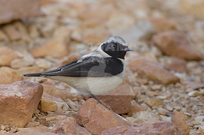 Eastern Black-eared Wheatear perched; Oostelijke Blonde Tapuit zittend stock-image by Agami/Daniele Occhiato,