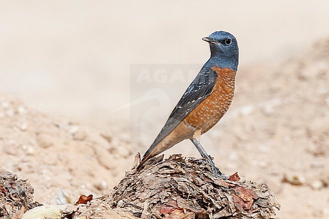 Male Rufous-tailed Rock Thrush (Monticola saxatilis) during spring migration at Yotvata, Israel stock-image by Agami/Marc Guyt,