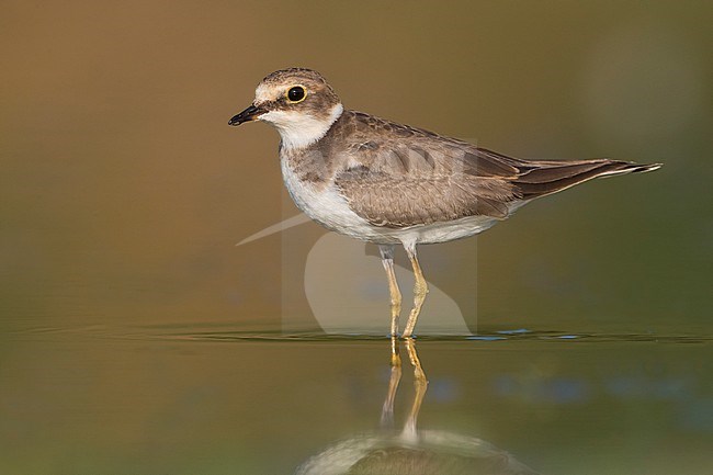 Little Ringed Plover, Charadrius dubius, in Italy during early autumn migration. stock-image by Agami/Daniele Occhiato,