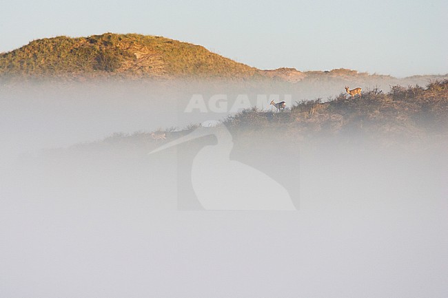 ReeÃ«n staan in mistige duinen; European Roe Deer standing in misty dunes stock-image by Agami/Menno van Duijn,