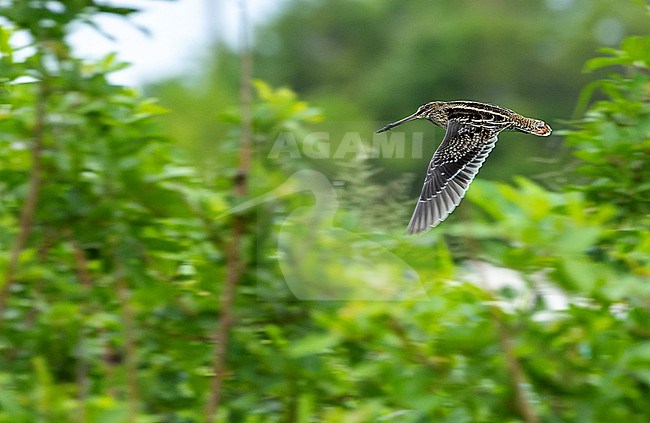 Wintering Wilson's Snipe (Gallinago delicata) in Bermuda. Snipe in flight during late autumn. stock-image by Agami/Marc Guyt,