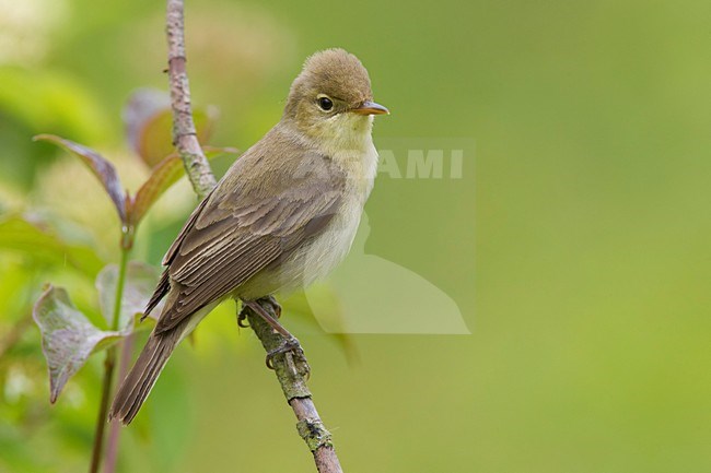 Orpheusspotvogel, Melodious Warbler stock-image by Agami/Daniele Occhiato,