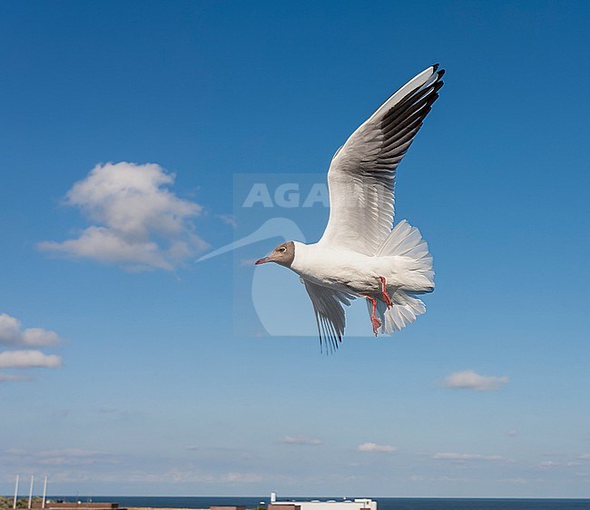 Common Black-headed Gull (Chroicocephalus ridibundus) on Dutch Wadden isle Texel. stock-image by Agami/Marc Guyt,