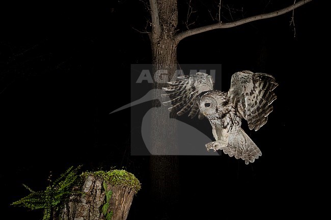 Tawny Owl (Strix aluco) in the Aosta valley in northern Italy. Landing on a old tree stump in a dark woodland, with legs outstretched. stock-image by Agami/Alain Ghignone,