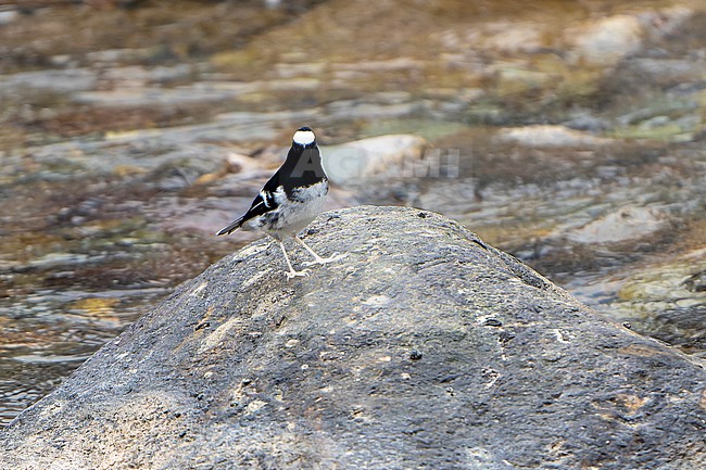Little Forktail, Enicurus scouleri, in India. stock-image by Agami/Dani Lopez-Velasco,