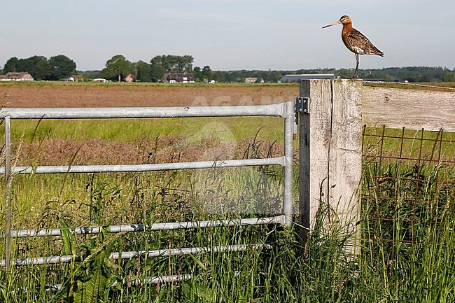 Adult Black-tailed Godwit (Limosa limosa) standing on a fench post on the edge of a meadow the Netherlands. stock-image by Agami/Chris van Rijswijk,