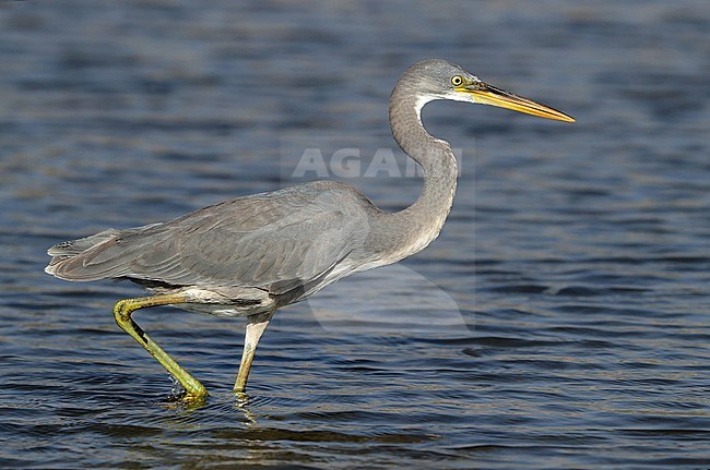 Western Reef Heron (Egretta gularis) at Quriyat in Oman. Walking through the shallow sea water. stock-image by Agami/Aurélien Audevard,