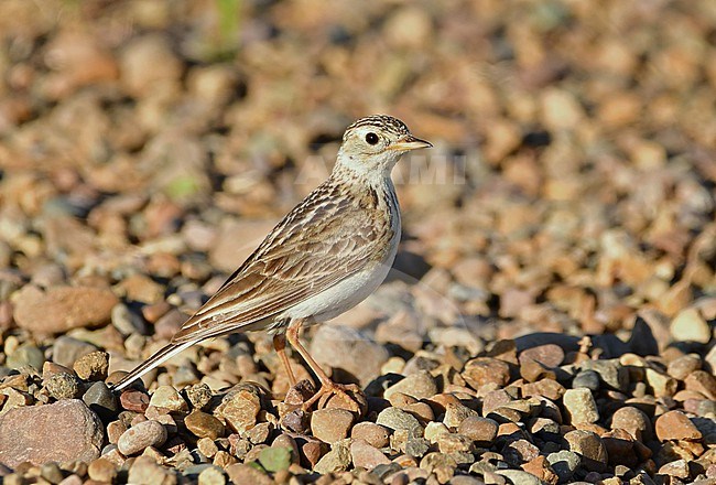 The rare Sprague's Pipit breeds in the USA and Canada at grassy fields. stock-image by Agami/Eduard Sangster,