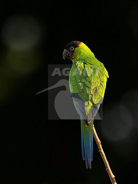 Nanday Parakeet (Aratinga nenday) perched on top of a branch in the Pantanal, Brazil, South-America. stock-image by Agami/Steve Sánchez,