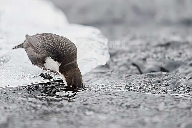 Dipper (Cinclus cinclus) Kuusamo, Finland January 2018 stock-image by Agami/Markus Varesvuo,