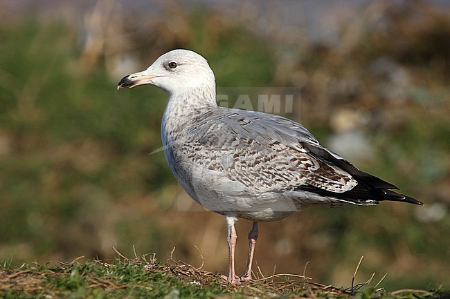 Second-winter European Herring Gull (Larus argentatus) during late winter on Ouessant Island in France. Side view of bird standing on grass. stock-image by Agami/Aurélien Audevard,