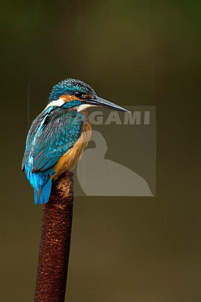 IJsvogel zittend op tak, Common Kingfisher perched on a branch stock-image by Agami/Danny Green,