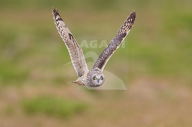 Short-eared_Owl (Asio flammeus), adult female in flight, Northeastern Region, Iceland stock-image by Agami/Saverio Gatto,