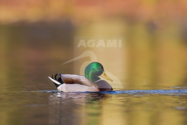 Mallard, Anas platyrhynchos male displaying in city park pond stock-image by Agami/Menno van Duijn,