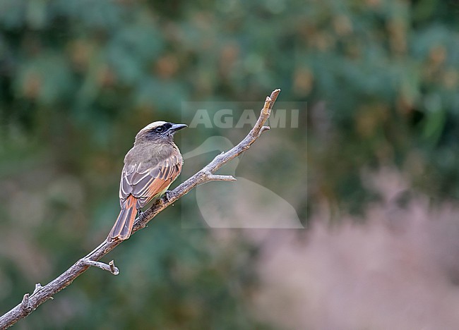 Baird's Flycatcher (Myiodynastes bairdii) in northern Peru. stock-image by Agami/Pete Morris,