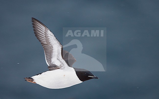 Kortbekzeekoet in vlucht, Thick-billed Murre in flight stock-image by Agami/Markus Varesvuo,