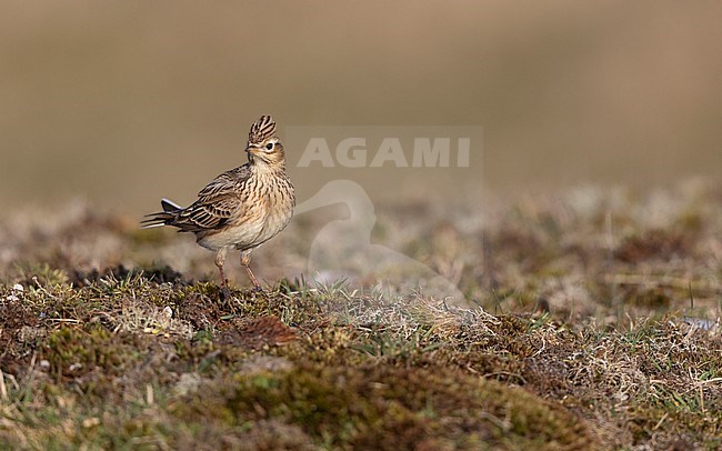 Eurasian Skylark (Alauda arvensis) walking on ground in a meadow in Zealand, Denmark stock-image by Agami/Helge Sorensen,