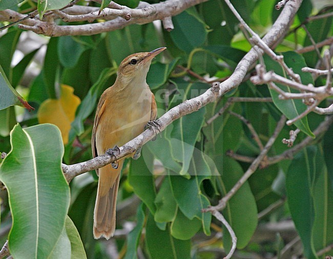 Tuamotukarekiet, Tuamotu Reed-Warbler stock-image by Agami/Pete Morris,
