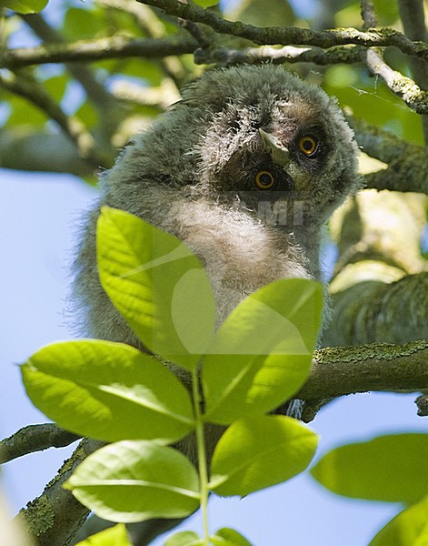 Ransuil, Long-eared Owl, Asio otus stock-image by Agami/Hans Germeraad,