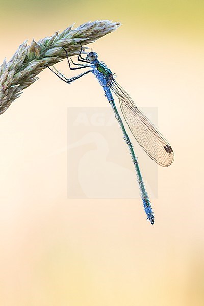Common Emerald Damselfly, Lestes sponsa stock-image by Agami/Wil Leurs,
