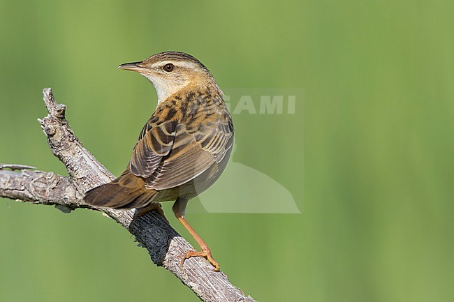 Pallas's Grasshopper Warbler - Streifenschwirl - Locustella certhiola ssp. centralasiae, Kazakhstan stock-image by Agami/Ralph Martin,