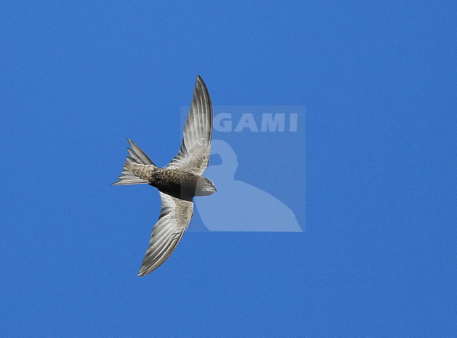 Pallid Swift (Apus pallidus) in flight in Portugal. stock-image by Agami/Laurens Steijn,