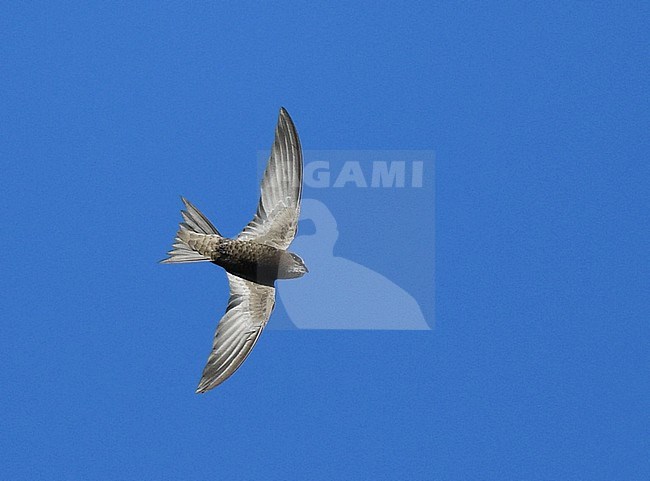 Pallid Swift (Apus pallidus) in flight in Portugal. stock-image by Agami/Laurens Steijn,
