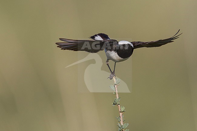 Pied Wheatear - Nonnensteinschmätzer - Oenanthe pleschanka, Kazakhstan, adult male stock-image by Agami/Ralph Martin,